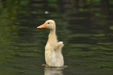 Little Duckling   (