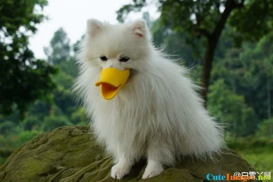 DUCKLING DUCKLING Wallpapers   CuteImages.net