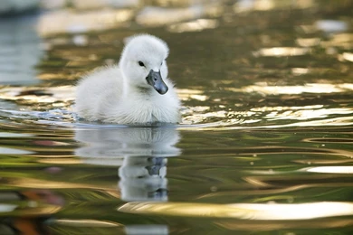 White Duckling Wallpapers   Animal Wallpapers
