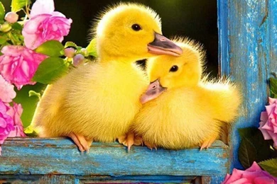Duckling With Easter Eggs Wallpaper 6.jpg