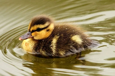 Wallpaper: Duckling Wallpapers