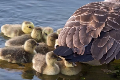 Hiding Ducklings Wallpapers   Animal Wallpapers