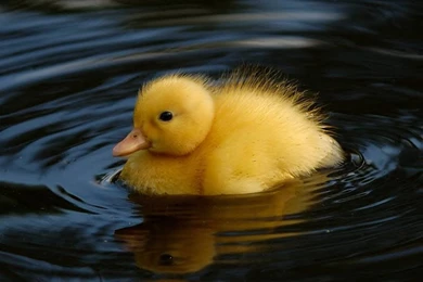 Duckling Wallpapers