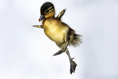 Collections That Include: Ducklings   Duckling Photography ...