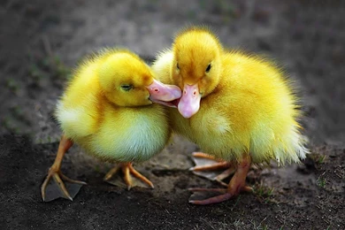 2 cute duckling playing wallpaper.jpg