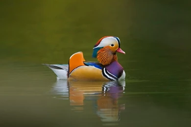 Birds Ducks Mandarin Duck Wallpapers