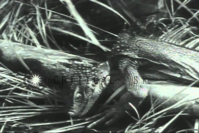 US Army Special Forces Soldiers Learn Mountaineering And Jungle ...