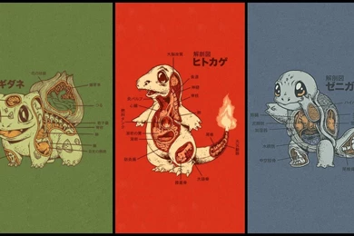 Anatomy Of Different Pokemon Wallpapers And Images   Wallpapers ...