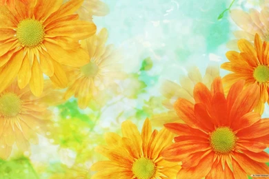 Backgrounds Flower Images   Wallpapers Cave