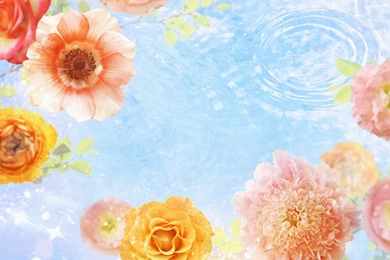 Windows, Flower, Other, Wallpaper, Stuff, Linux (