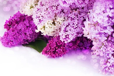 Pink And Purple Flower Backgrounds   Wallpapers Cave