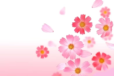 Pink Flowers Backgrounds Wallpapers