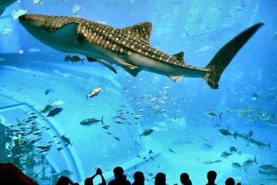 Okinawa Tour Spring 2016