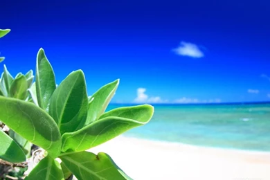 Okinawa Beach By Enzo19111 On DeviantArt