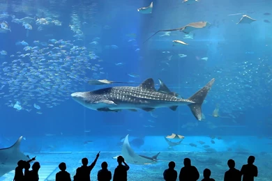Travel: Cool Things You Never Knew You Could Do In Okinawa, Japan ...