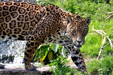 Big Cats Jaguars Wallpapers   1680x1050   821057