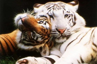 Big Cats   The Animal Kingdom Wallpapers (250742)   Fanpop