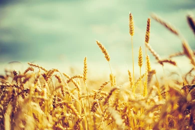 Golden Wheat Vintage Wallpapers   1920x1200   504229