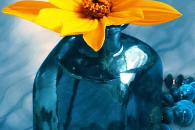 Wallpapers Iphone 6 Plus Yellow Flower 5 5 Inches   1080 X 1920 ...