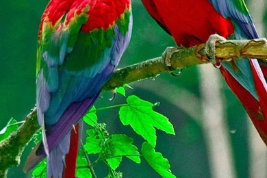 50 iPhone 6 Wallpapers 750x1334 For Free Download