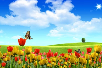 Computer Backgrounds