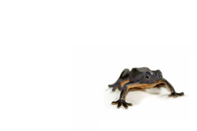 Animals White Backgrounds Wallpapers 10671