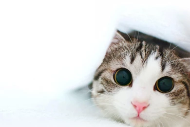 Big Eyes Cats Eyes White White Backgrounds Wallpapers   (