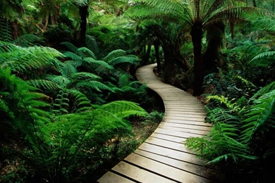 20 Best Green Wallpapers