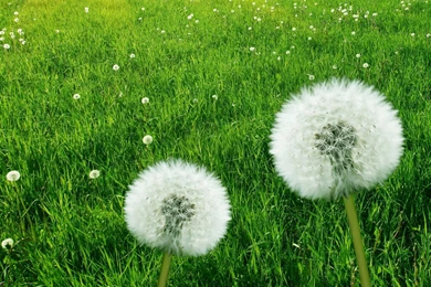 White Fowers HD Wallpapers