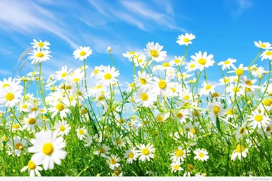Awesome Spring Wallpapers With Flowers