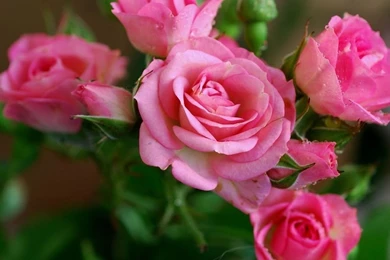 Beautiful HD flower wallpapers for desktop 2013 Collection 7.jpg