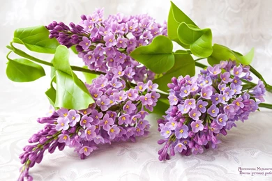 Lilac HD Wallpaper, Lilac Images Free, New Wallpapers