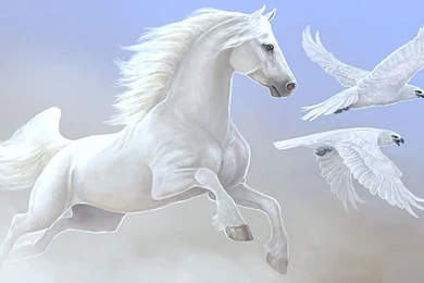 Best Horses Wallpapers   Entertainment Only