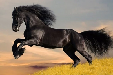 Horse Best Animal Wallpapers   Animals Wallpapers