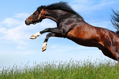 Arabian Horse HD Wallpapers