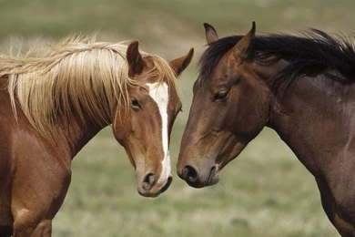 Horse Wallpapers Pictures Of Horse   HD Animal Wallpapers