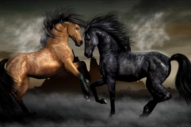 Top 20 Horse Wallpapers HD Best Collection For Desktop