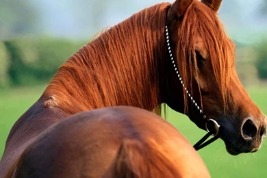 HD Hourse Desktop Wallpapers.