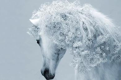 Free Wallpapers For Computers White Horse Wallpapers HD Photos Of ...