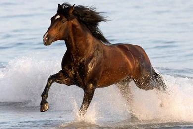 Andalusian Horse Desktop Wallpapers   , New Wallpapers, New Wallpapers