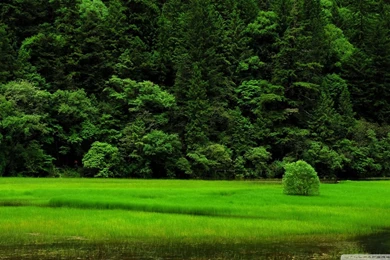 Nature grass trees landscapes green backgrounds