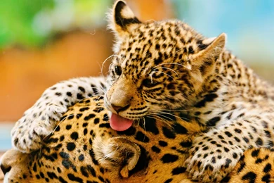 Quality Images Free Download Hd 1080P 11 HD Wallpapers ...