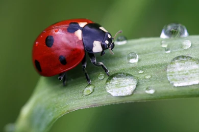 Ladybug Computer Wallpapers, Desktop Backgrounds