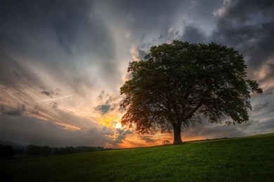 1366x768 Sundown Tree Landscape Wallpapers