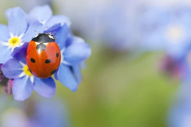 Ladybug Computer Wallpapers, Desktop Backgrounds