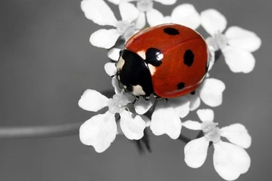 Hd Ladybug wallpaper tumblr.jpg
