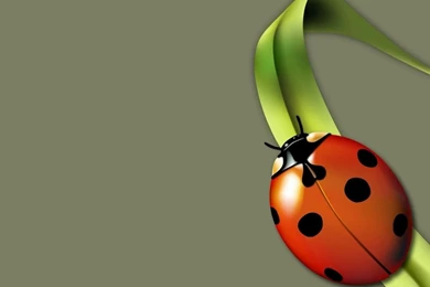 Lady Bug Wallpapers   Pets Cute And Docile