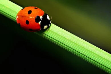 Ladybug Wallpapers 3937 1920 X 1200   WallpaperLayer.com