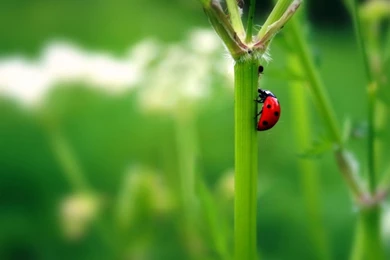 Ladybug