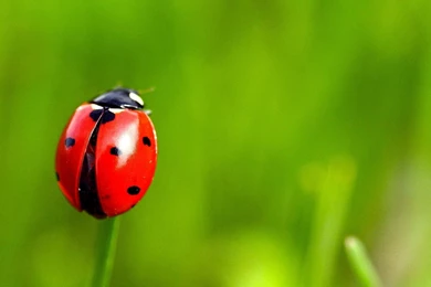 Grass Insect Ladybug Wallpapers